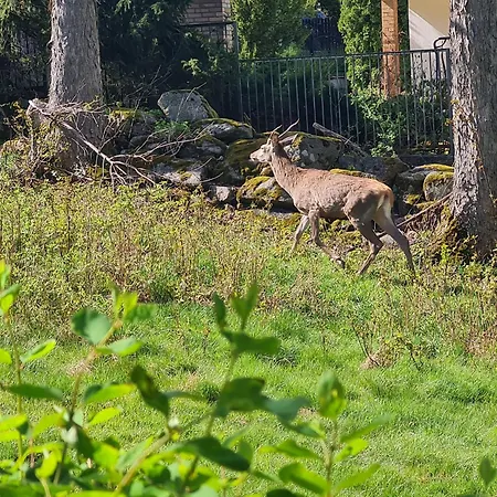 Lesna Z Ogrodem Διαμέρισμα *