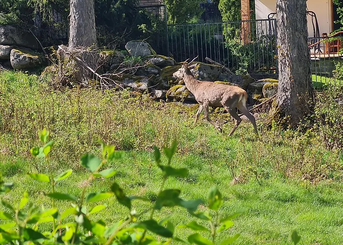 Lesna Z Ogrodem Apartmán *